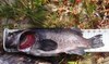 Rockfish1 thumb