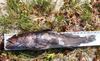 Lingcod1 thumb