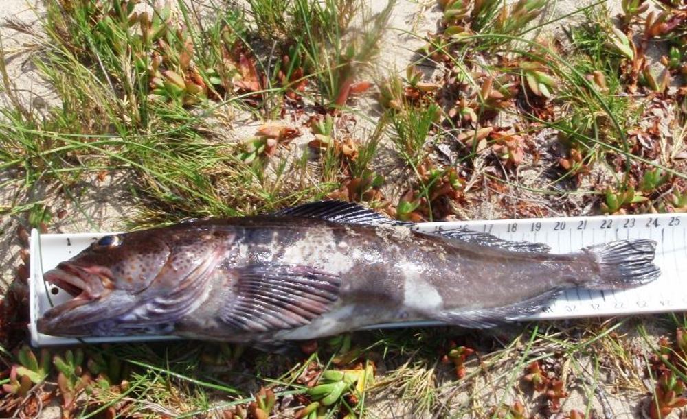 Lingcod1
