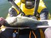 Fish pics 750 thumb