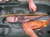 Aliensling25inch thumb