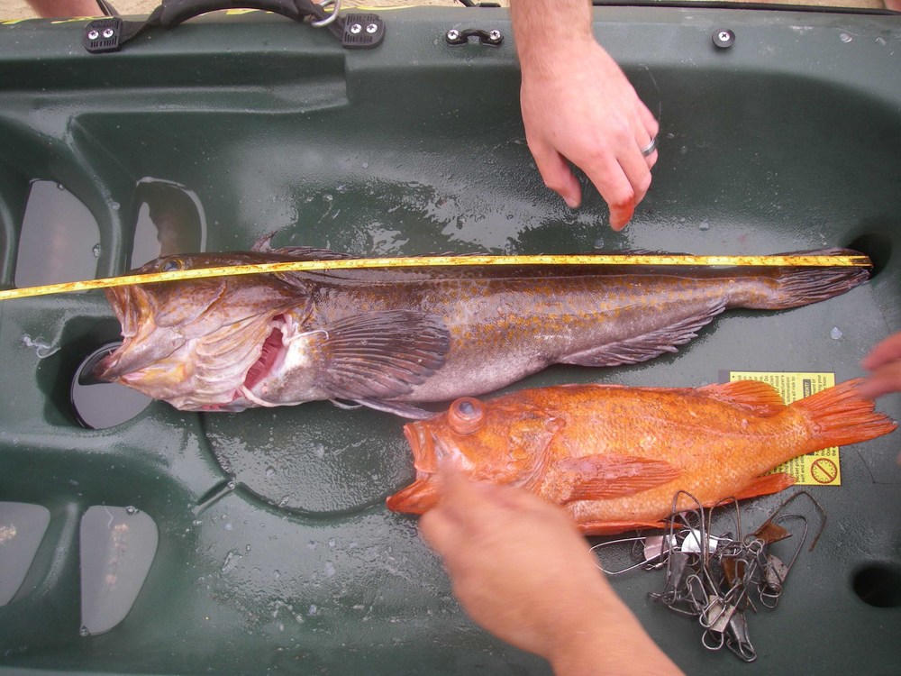Aliensling25inch