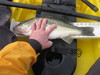 Fish pics 2010 005 thumb