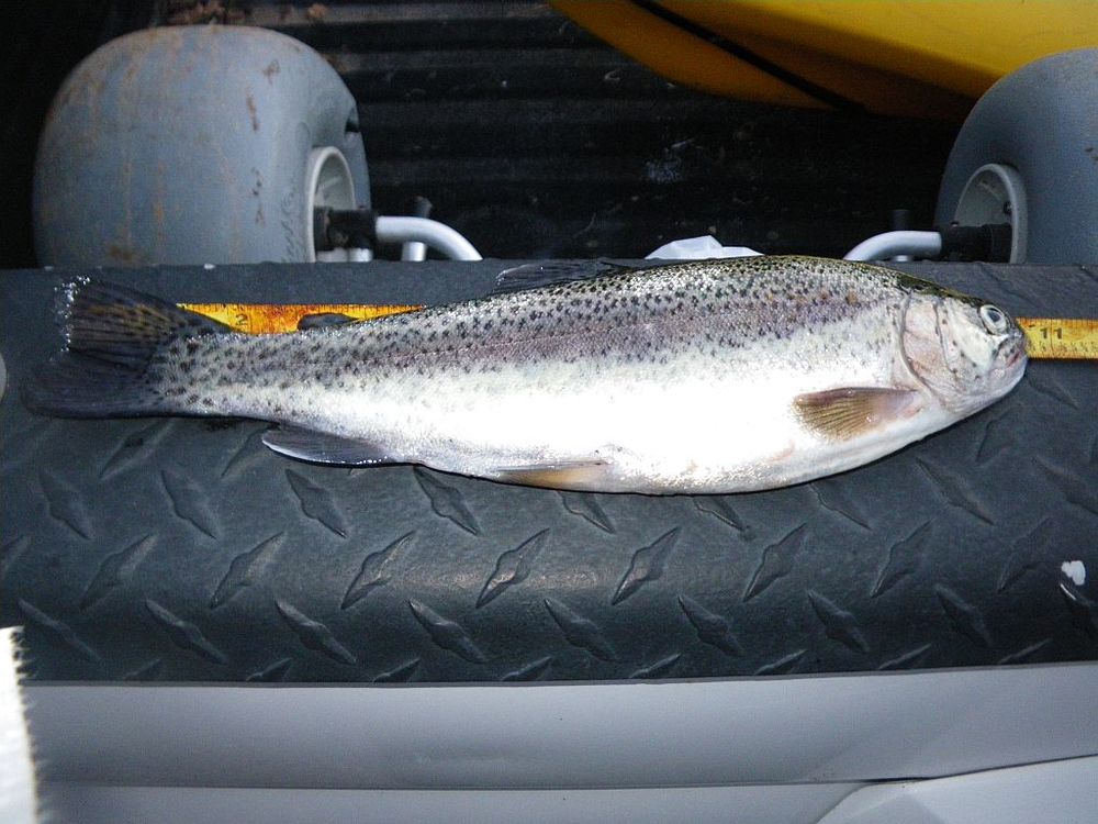 Tinytrout