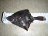 Flounder1 thumb