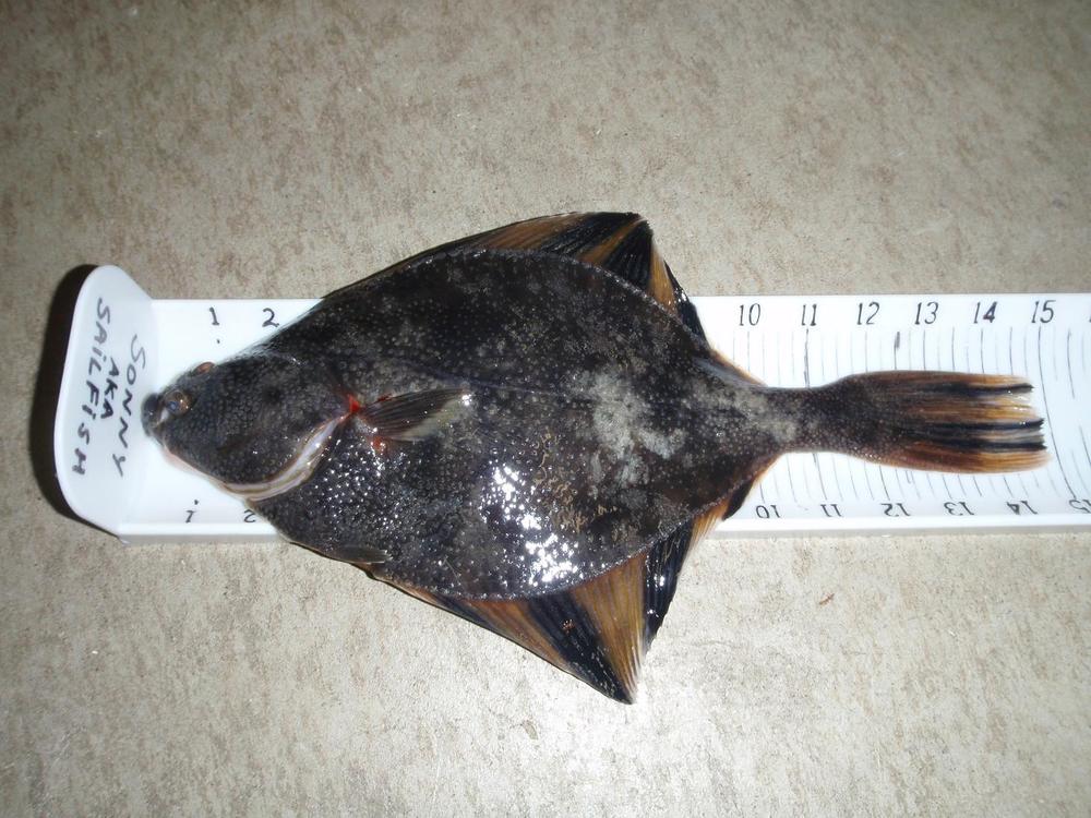 Flounder1