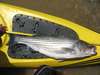 Striper31 thumb