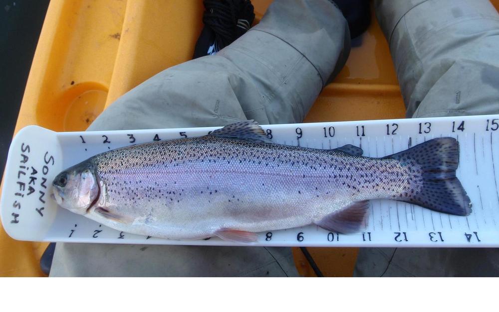 Trout1