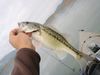 Spottedbass1 thumb