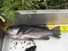 Opening day at fort ross 17.5 inch black thumb