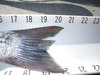 Striper 2 thumb