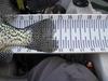 Crappie2 640 thumb