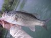 Cl bass thumb