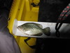 Fish pics 2010 191 thumb