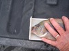 Perch face thumb