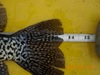 13.5in crappie thumb