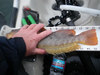 Greenling2 thumb