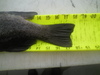 Black thumb