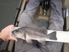 Gs4black2 thumb