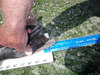 Halibut2 0002 thumb