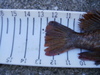 6 13 2010 fish 010 thumb