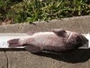 Roclfish22.5 thumb