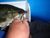 Bass two lips thumb