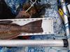 Lingcod2 thumb