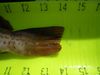 Greenling2 thumb