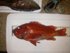 Rockfish21m thumb
