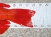 Vermillion2 thumb