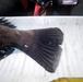 Greenling  2  thumb