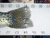 Big crappie2 thumb