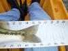 Spotted bass 2 thumb