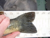 Lmb2 thumb