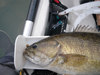 18 inch smb2 thumb