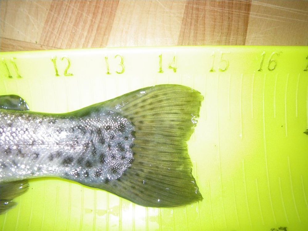 Tulloch1228trout1