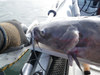 2011 catfish2 thumb
