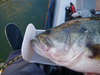 2011 lmb2 thumb
