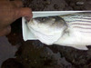 Striper b thumb