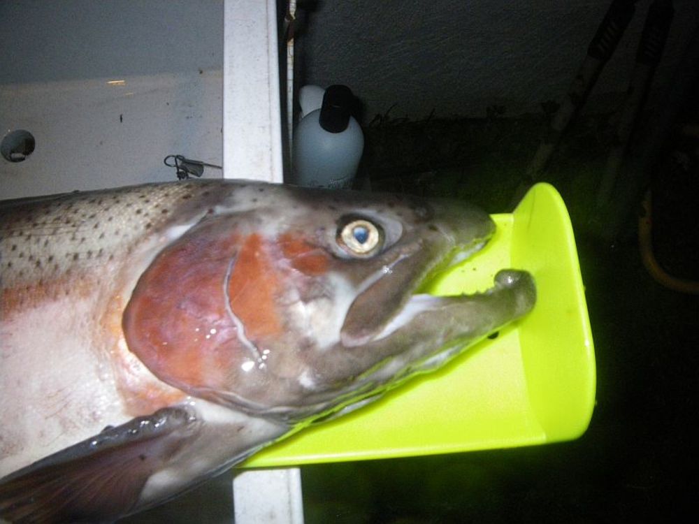 Amadortrout2