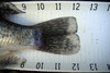 Crappie2 thumb