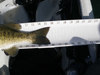 15.75 inch smallie2 thumb
