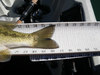 2011 aoty smallie3b thumb