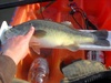 Bass2 thumb