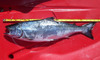 Salmon215 thumb