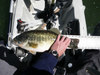 Alternate pic of lmb thumb