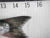 Kokanee 15.25 thumb