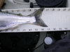 17 inch kokanee tail shot thumb