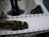 18.25 inch cabezon tail thumb